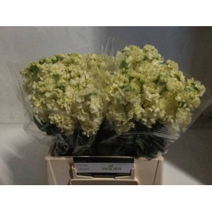 MATTH IRON YELLOW