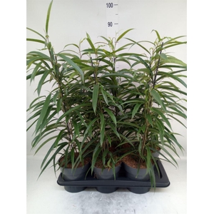 Ficus binn. 'Alii'