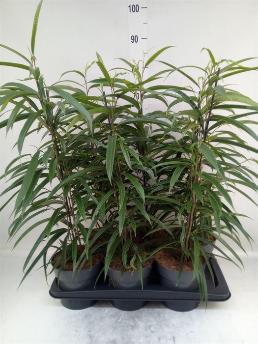 <h4>Ficus binn. 'Alii'</h4>