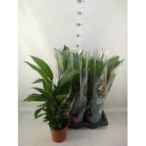 Spathiphyllum  'Vivaldi'