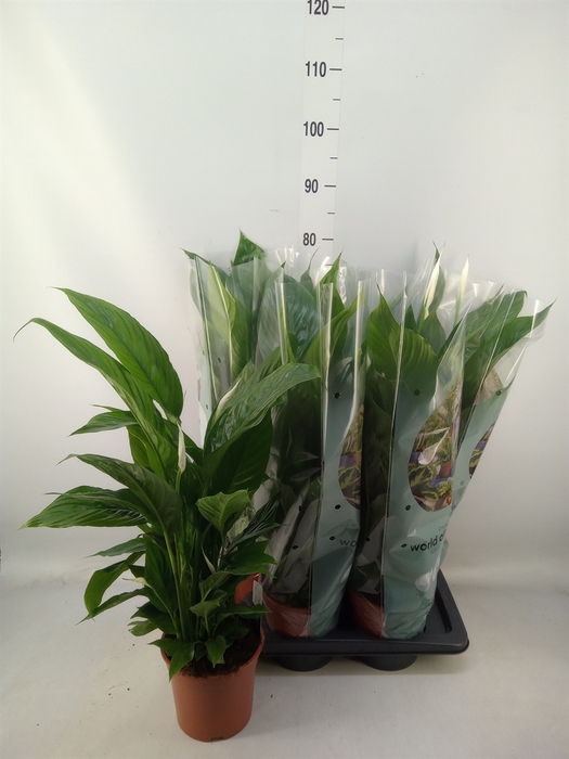 <h4>Spathiphyllum  'Vivaldi'</h4>