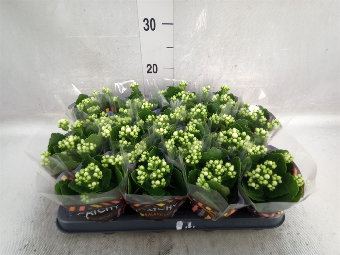 <h4>Kalanchoe blos. 'Calandiva Whites'</h4>