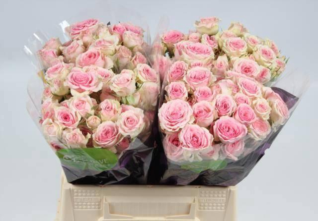 <h4>R TR DINARA</h4>