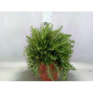Rosmarinus officinalis 'Prostratus'