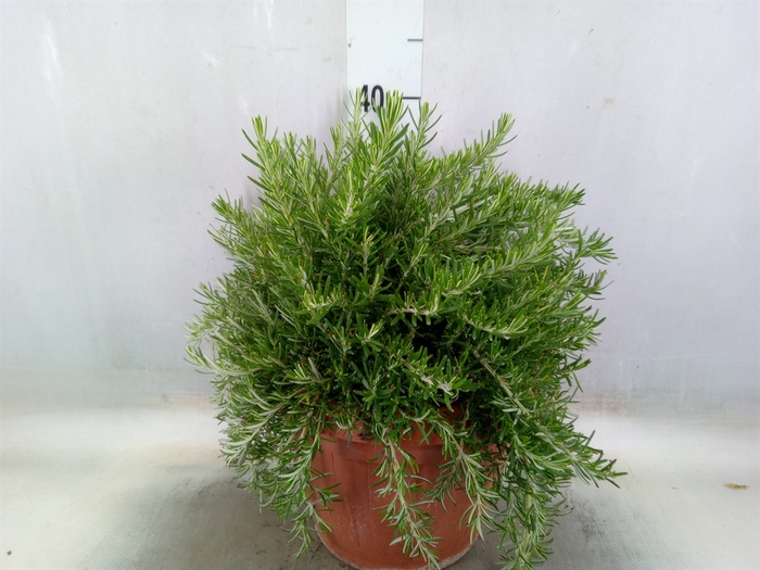<h4>Rosmarinus officinalis 'Prostratus'</h4>