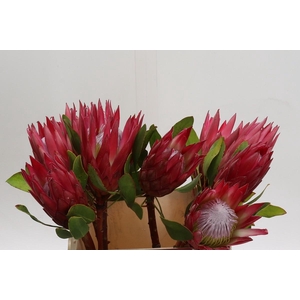 Protea Cynaroides Madiba