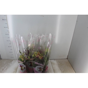 PHALAENOPSIS MINI P09 2 HT