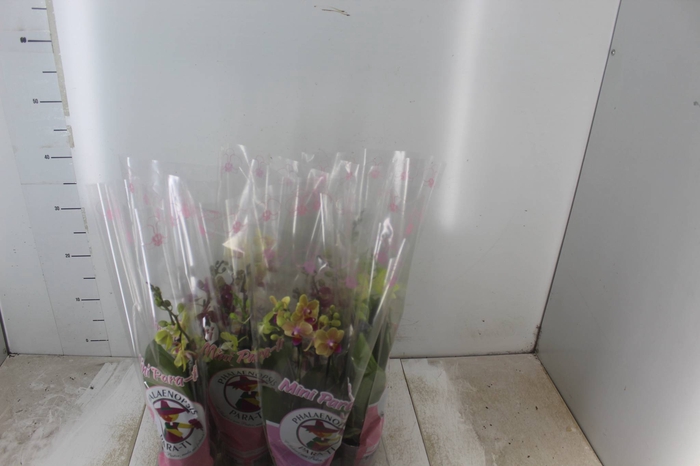 <h4>PHALAENOPSIS MINI P09 2 HT</h4>