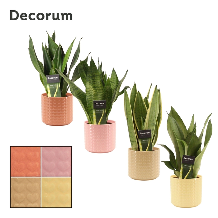 <h4>Sansevieria Super Mix 12 cm in Kaya (Sympathetic moods-collectio</h4>
