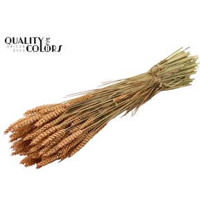 Triticum per bunch Frosted Salmon