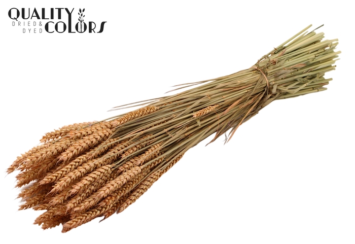 <h4>Triticum per bunch Frosted Salmon</h4>