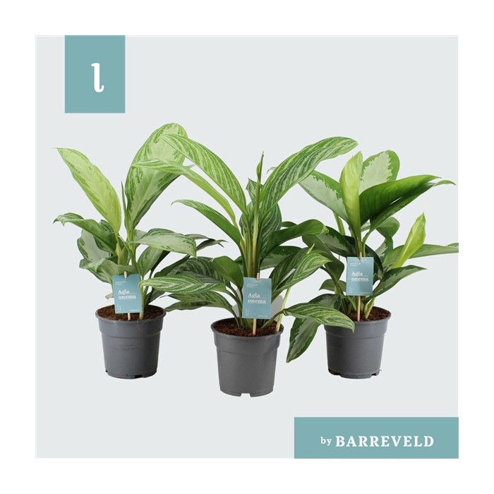 <h4>Green Agla mix (grootbladig) (Aglaonema)</h4>