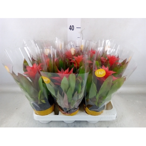 Guzmania  'Lorena'