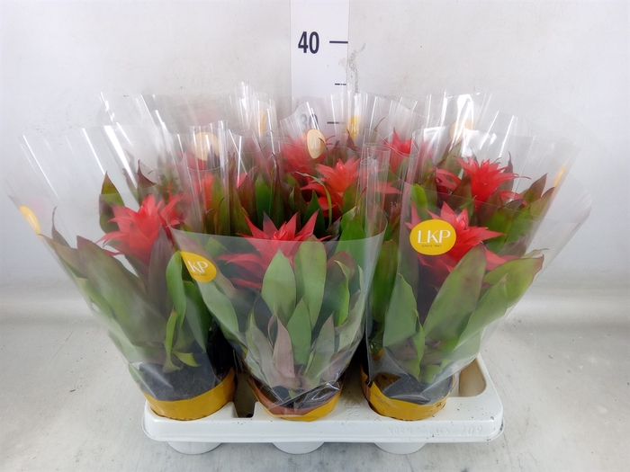 <h4>Guzmania  'Lorena'</h4>