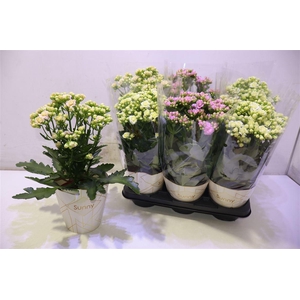 arr8 Kal Ov 3 Kleur Mixtray