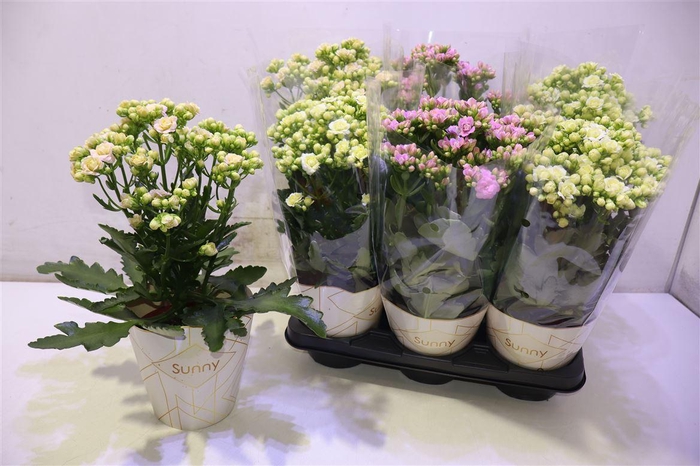 <h4>arr8 Kal Ov 3 Kleur Mixtray</h4>