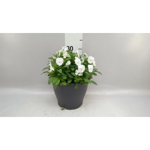Viola corn. 'Evo Mini White'