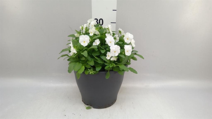 <h4>Viola corn. 'Evo Mini White'</h4>