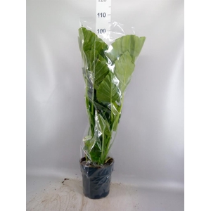 Alocasia gageana