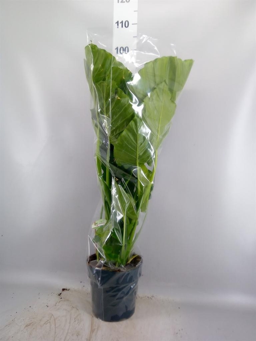 <h4>Alocasia gageana</h4>