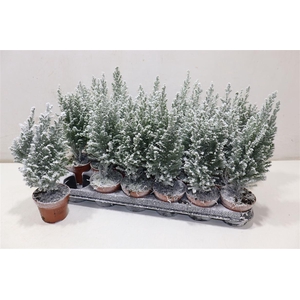 arr8 Cham L Ellwoodii + Snow