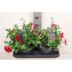 Mandevilla Sundaville Red