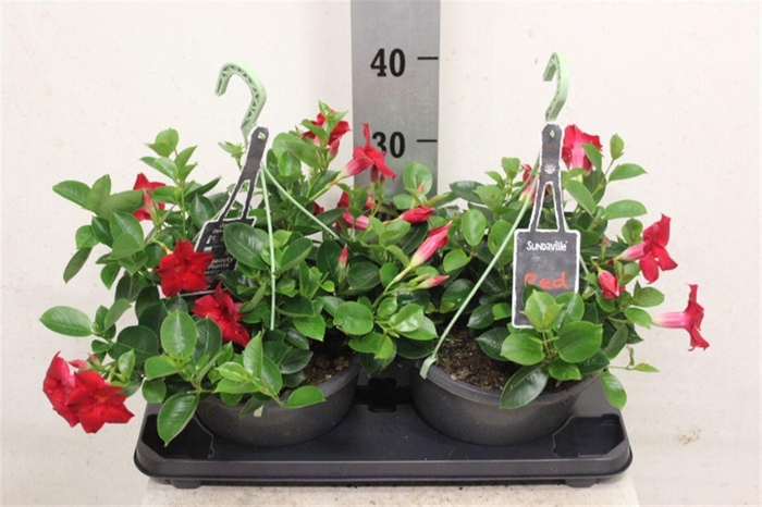 <h4>Mandevilla Sundaville Red</h4>