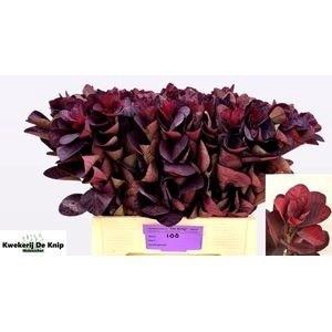 COTI C ROYAL PURPLE