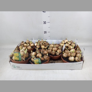 Narcissus  'Tete a tete'