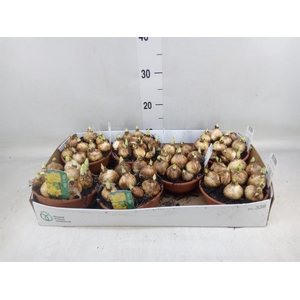 Narcissus 'Tete a tete'