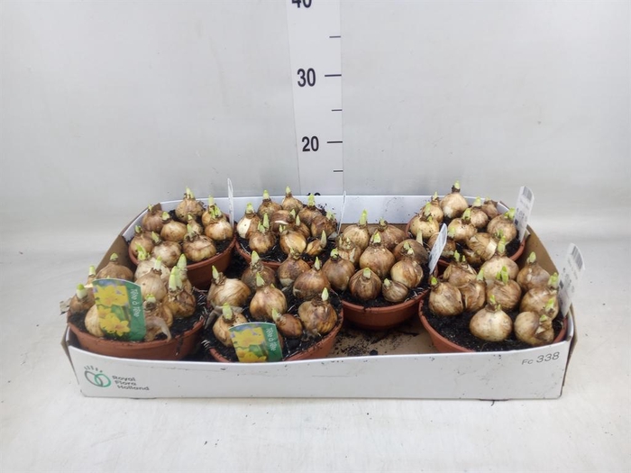 <h4>Narcissus 'Tete a tete'</h4>