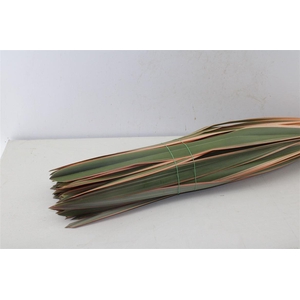 Phormium Tenax Red