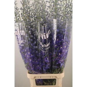 Delph El Dewi Blue Star