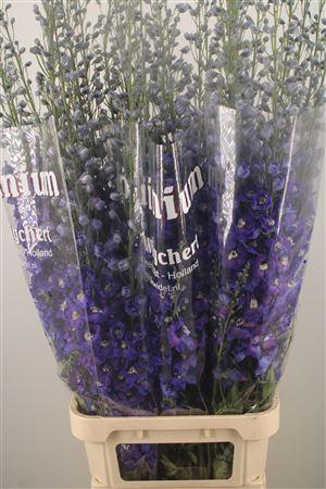 <h4>Delph El Dewi Blue Star</h4>