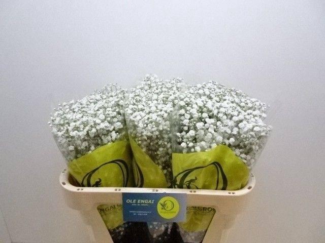 <h4>Gyps Pa Xlence</h4>