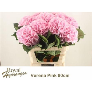 Hydr M Verena Rose