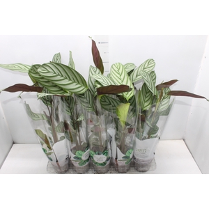 CALATHEA EXOTICA P12