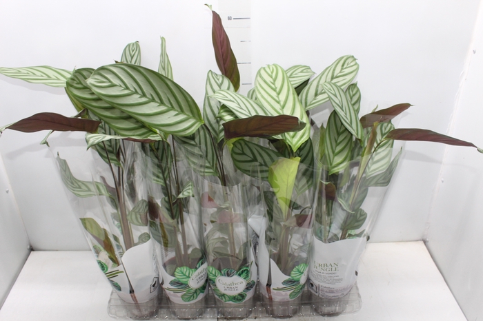 <h4>CALATHEA EXOTICA P12</h4>