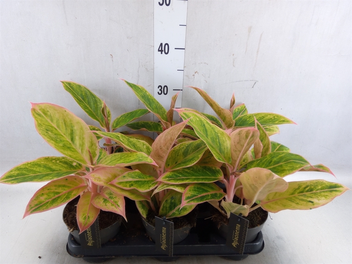 <h4>Aglaonema  'Salmon Fantasy'</h4>