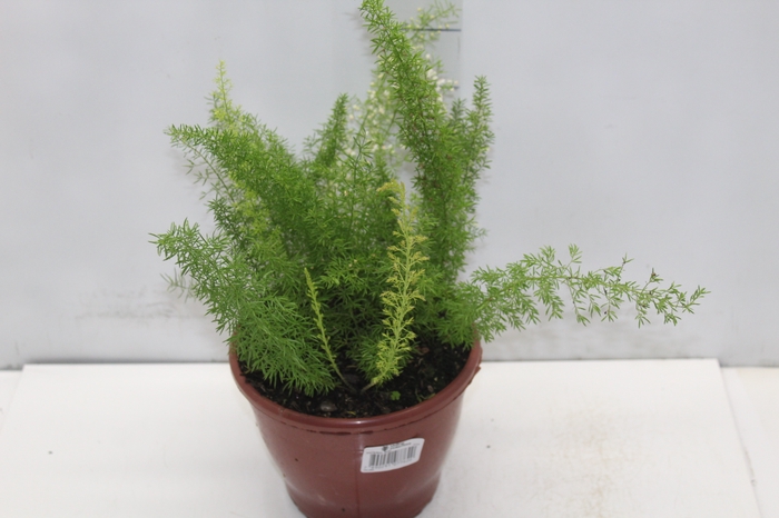 <h4>ASPARGO REAL P19</h4>