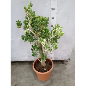 Crassula ovata