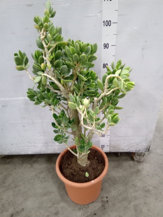 <h4>Crassula ovata</h4>