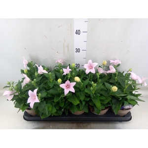 Platycodon grand. 'Astra Pink'