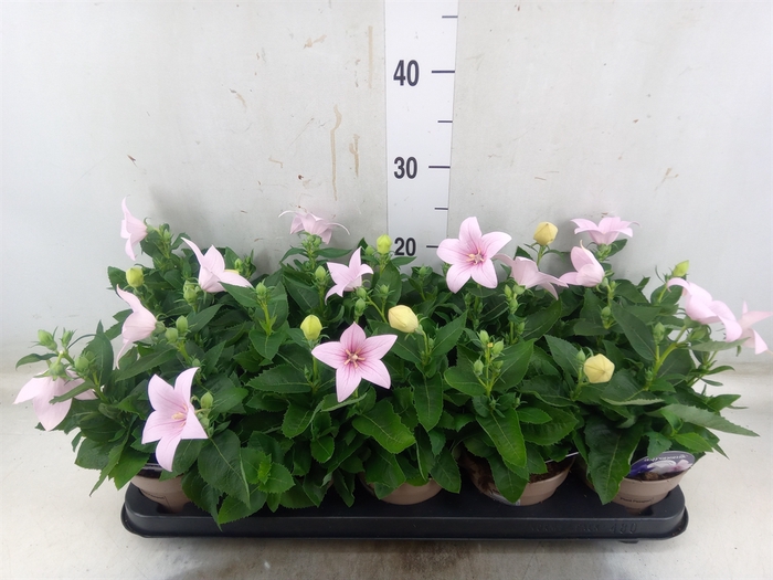 <h4>Platycodon grand. 'Astra Pink'</h4>