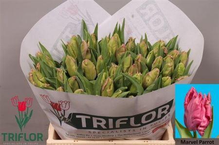 <h4>Tu Pa Marvel Parrot</h4>