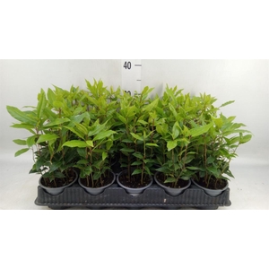 Laurus nobilis