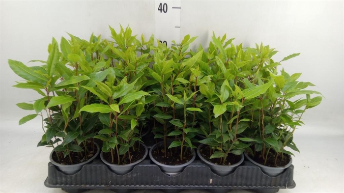 <h4>Laurus nobilis</h4>