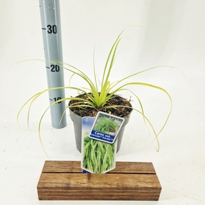 Carex oshimensis Evercolor Everillo