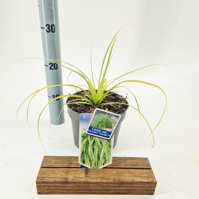 <h4>Carex oshimensis Evercolor Everillo</h4>