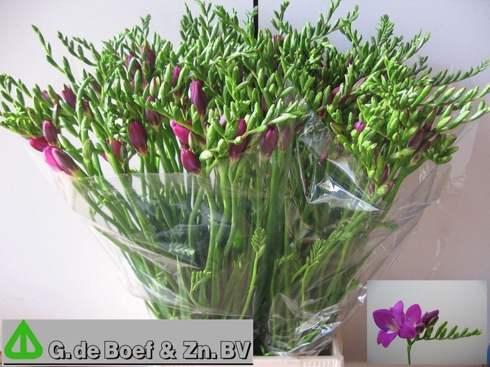 <h4>Freesia enk Costa</h4>